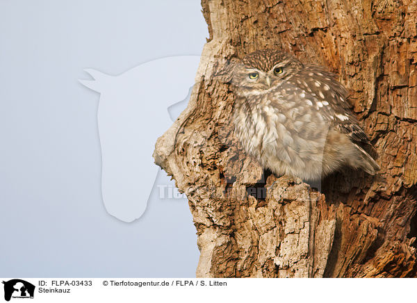 Steinkauz / little owl / FLPA-03433