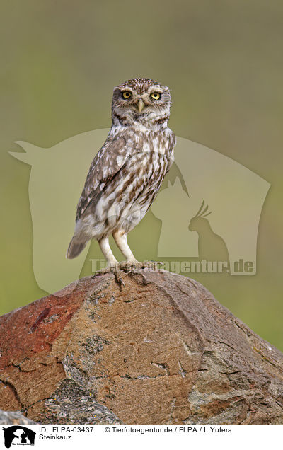 Steinkauz / little owl / FLPA-03437