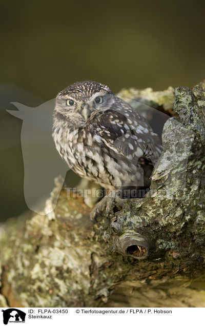 Steinkauz / little owl / FLPA-03450