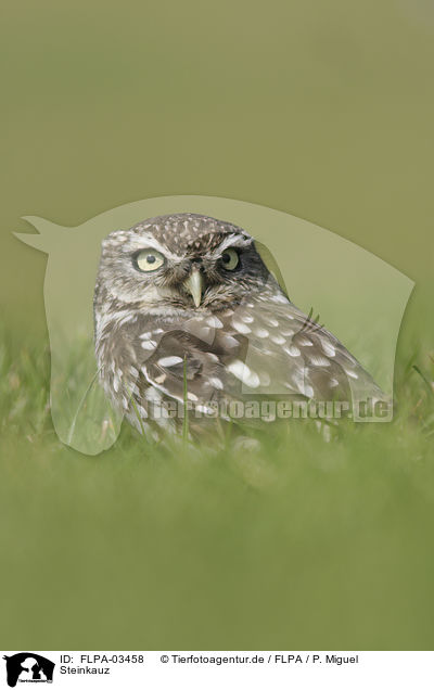 Steinkauz / little owl / FLPA-03458
