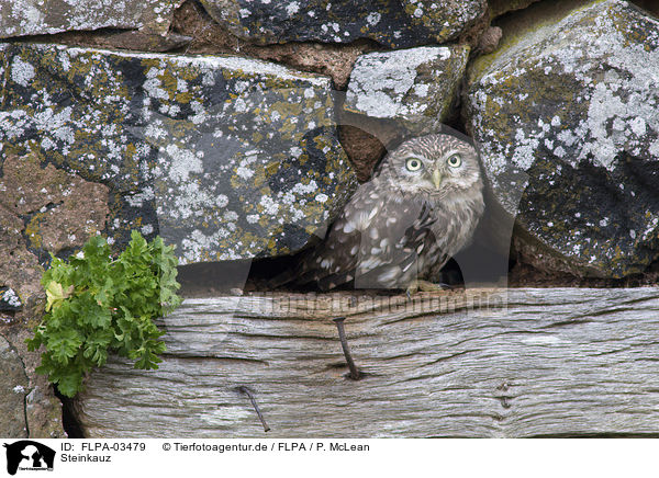 Steinkauz / little owl / FLPA-03479