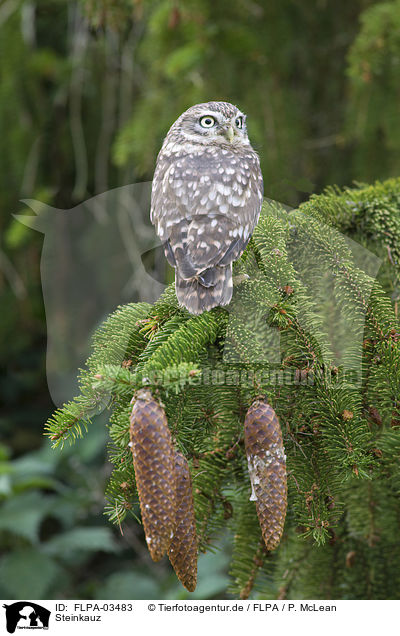 Steinkauz / little owl / FLPA-03483