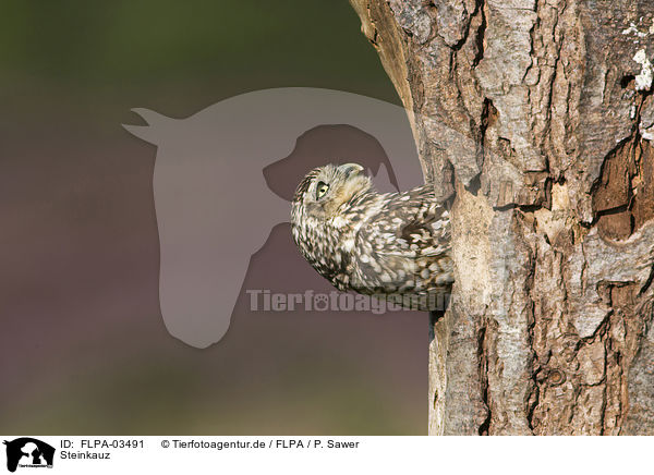Steinkauz / little owl / FLPA-03491