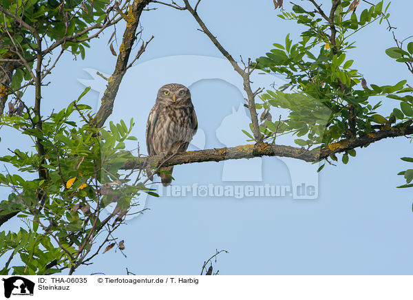 Steinkauz / little owl / THA-06035