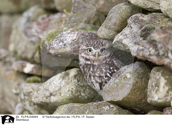 Steinkauz / little owl / FLPA-04664