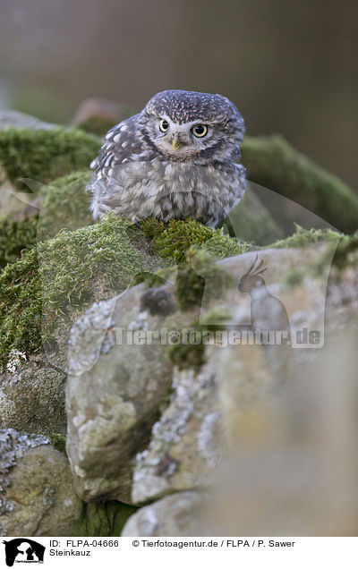 Steinkauz / little owl / FLPA-04666