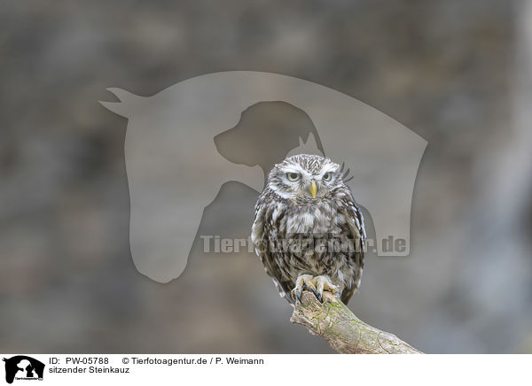 sitzender Steinkauz / sitting little Owl / PW-05788