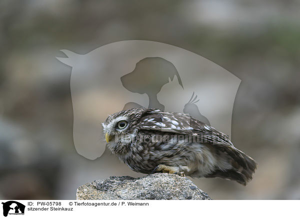 sitzender Steinkauz / PW-05798