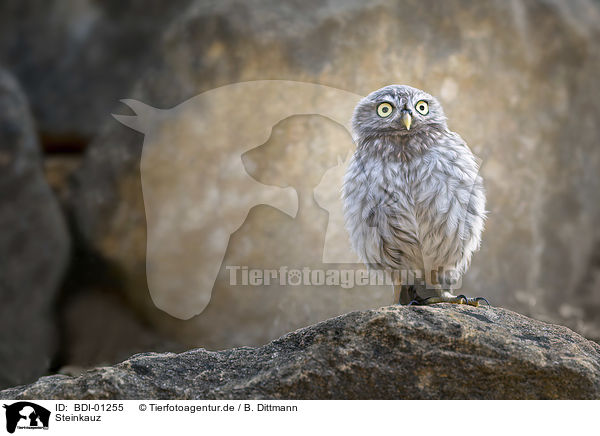Steinkauz / little owl / BDI-01255