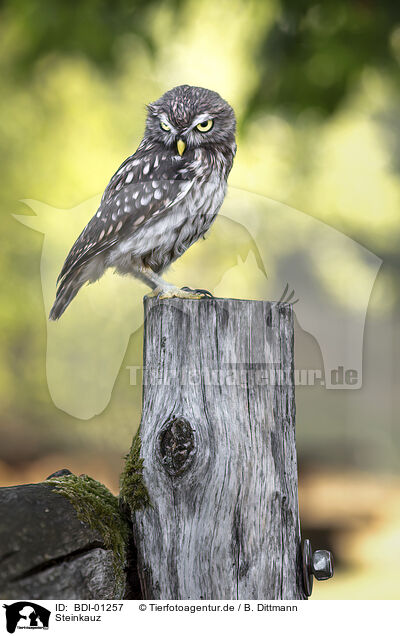 Steinkauz / little owl / BDI-01257