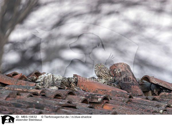 sitzender Steinkauz / sitting Little Owl / MBS-19832