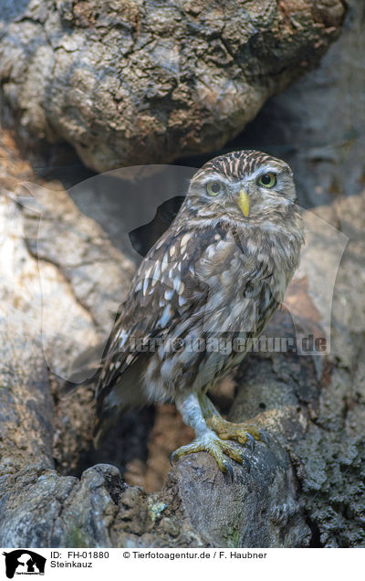 Steinkauz / little owl / FH-01880