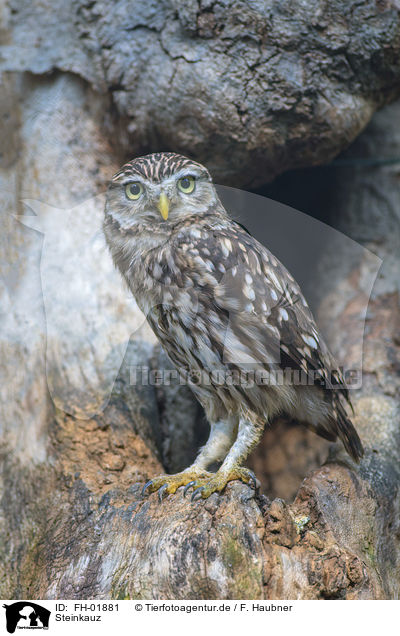 Steinkauz / little owl / FH-01881