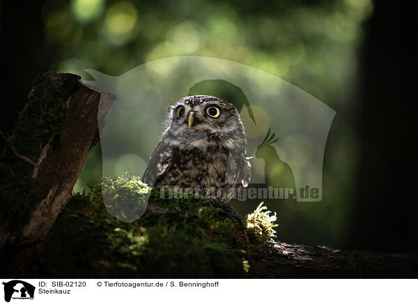 Steinkauz / little owl / SIB-02120