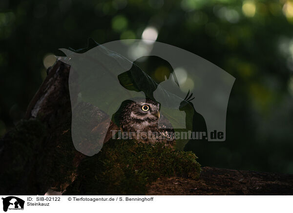 Steinkauz / little owl / SIB-02122