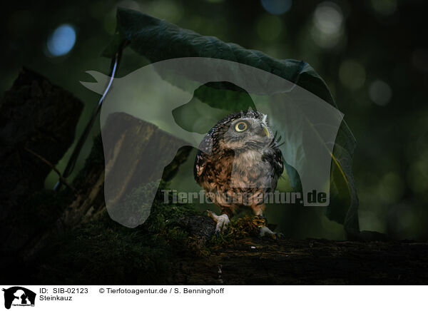 Steinkauz / little owl / SIB-02123