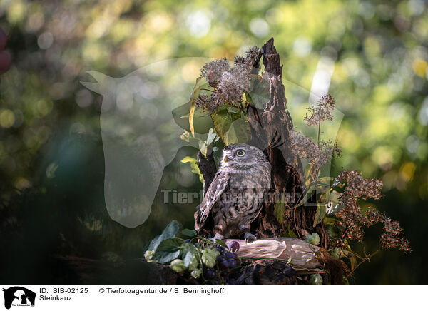 Steinkauz / little owl / SIB-02125