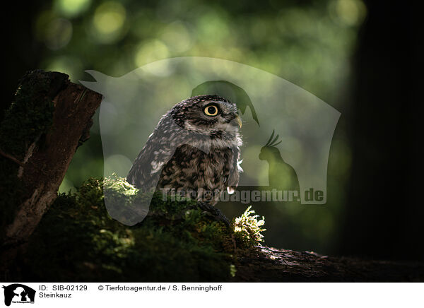 Steinkauz / little owl / SIB-02129