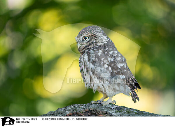 Steinkauz / little Owl / HSP-01576
