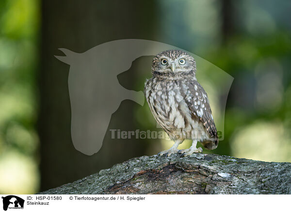 Steinkauz / little Owl / HSP-01580