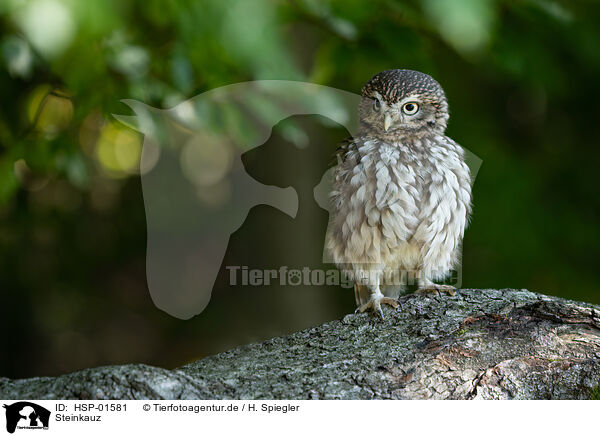 Steinkauz / little Owl / HSP-01581