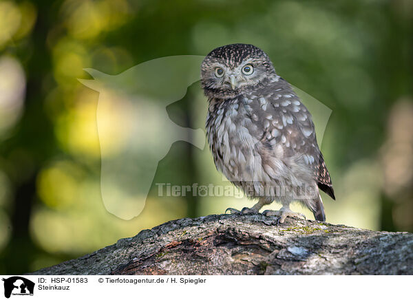 Steinkauz / little Owl / HSP-01583