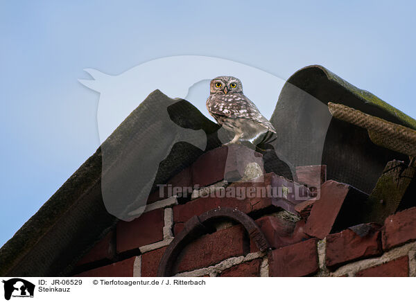 Steinkauz / little owl / JR-06529