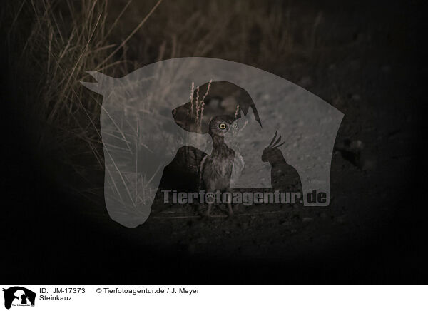 Steinkauz / little owl / JM-17373