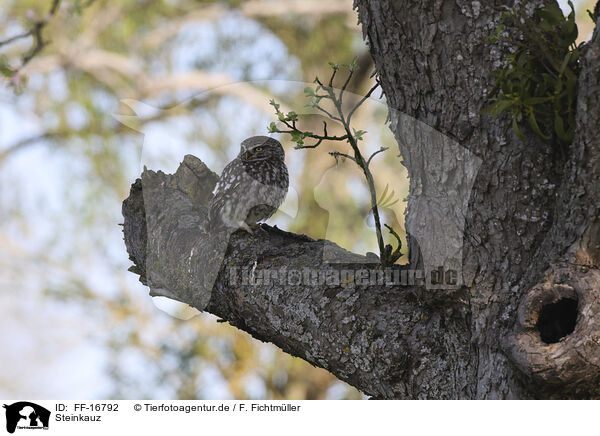 Steinkauz / FF-16792