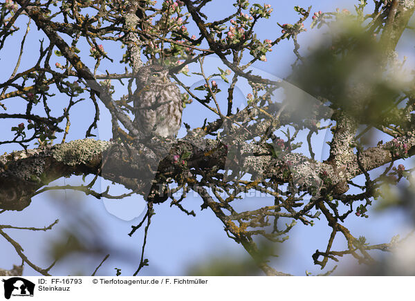 Steinkauz / FF-16793