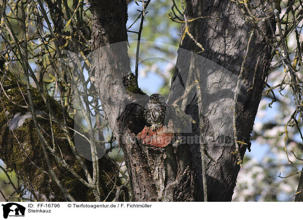 Steinkauz / little owl / FF-16796