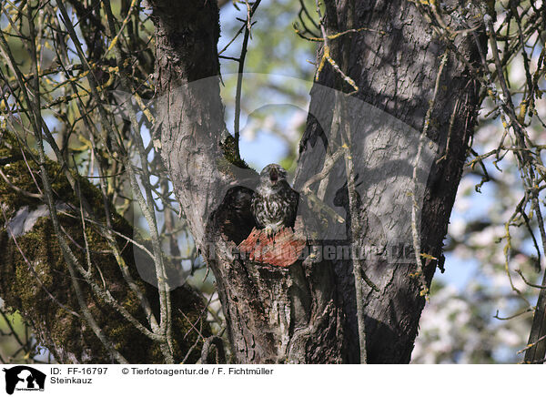 Steinkauz / FF-16797