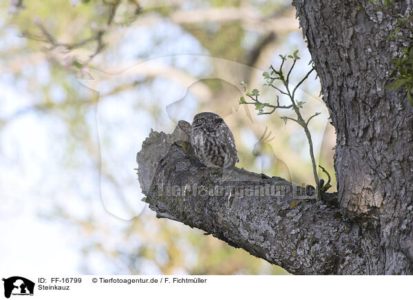 Steinkauz / FF-16799