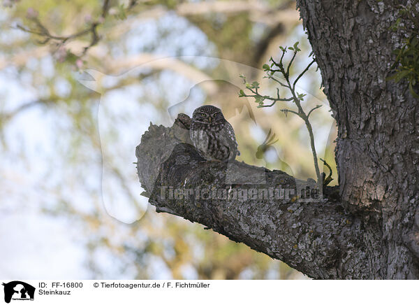 Steinkauz / FF-16800