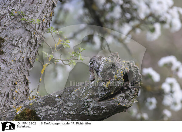Steinkauz / FF-16802