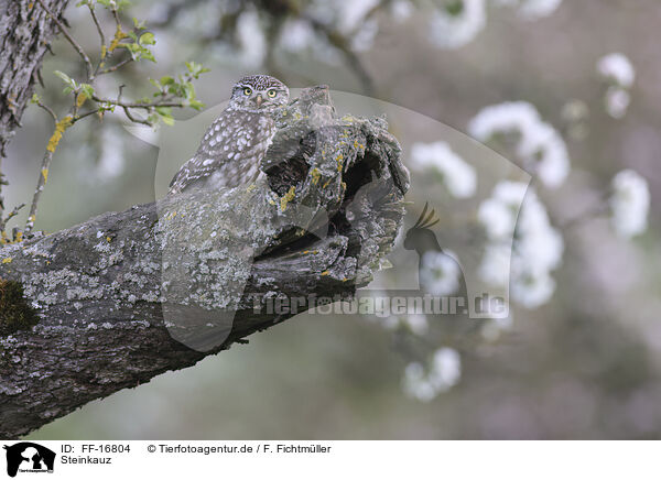 Steinkauz / FF-16804