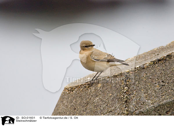 Steinschmtzer / wheatear / SO-01601