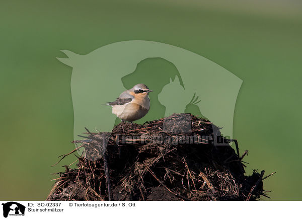 Steinschmtzer / northern wheatear / SO-02337
