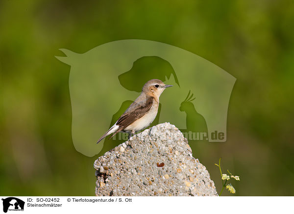 Steinschmtzer / northern wheatear / SO-02452