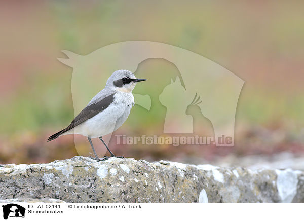 Steinschmtzer / northern wheatear / AT-02141