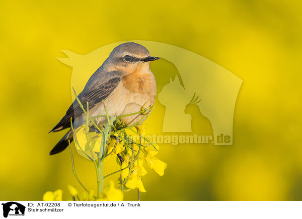 Steinschmtzer / northern wheatear / AT-02208