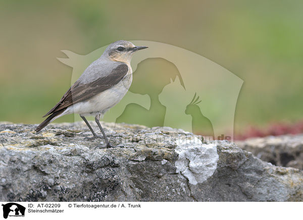 Steinschmtzer / northern wheatear / AT-02209