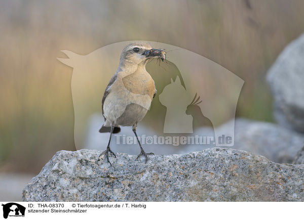 sitzender Steinschmtzer / sitting Northern Wheatear / THA-08370