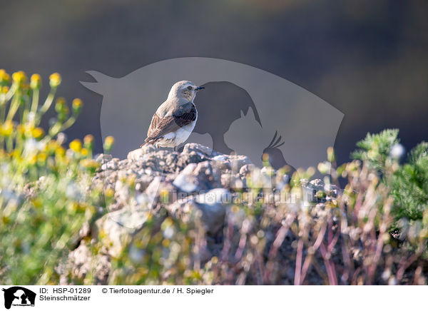 Steinschmtzer / Wheatear / HSP-01289