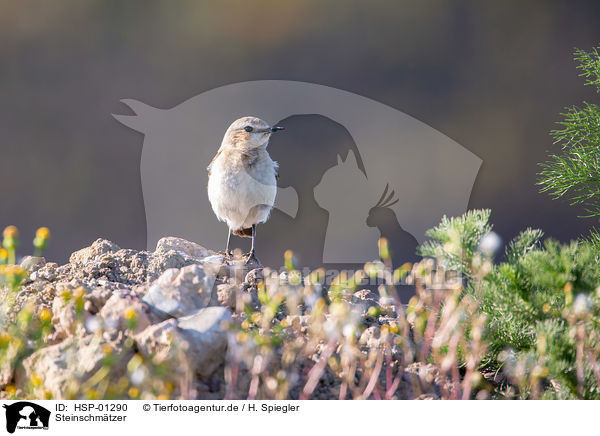 Steinschmtzer / Wheatear / HSP-01290