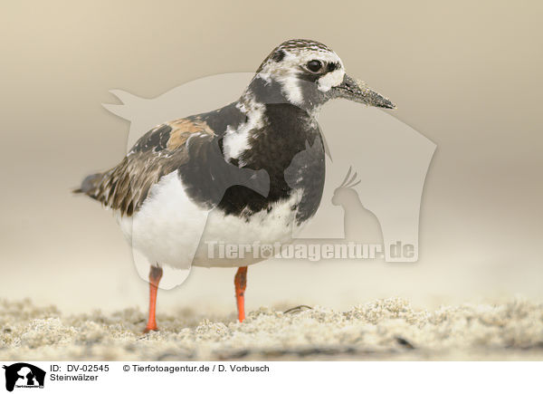 Steinwlzer / ruddy turnstone / DV-02545