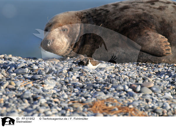 Steinwlzer / ruddy turnstone / FF-01952