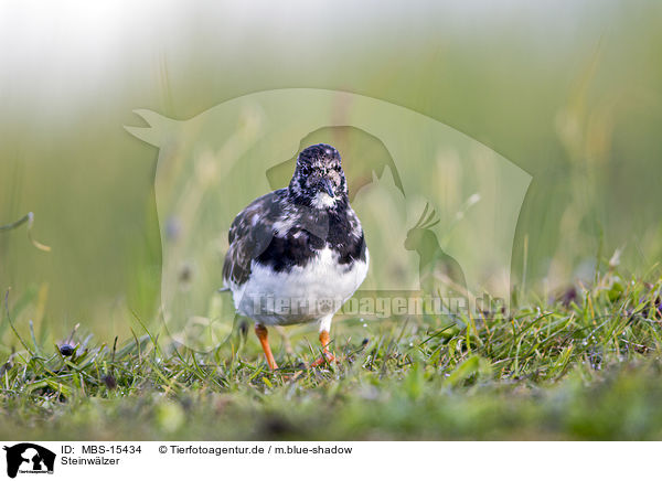 Steinwlzer / ruddy turnstone / MBS-15434