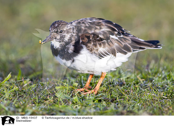 Steinwlzer / ruddy turnstone / MBS-15437