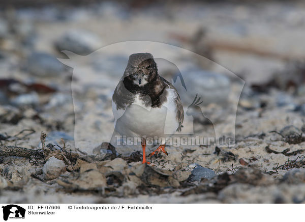 Steinwlzer / ruddy turnstone / FF-07606